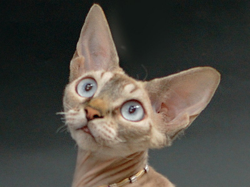 Santala's Nyah. Devon Rex Cat.Female,Seal Silver Tabby Point.More information and pictures